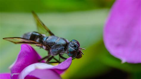 are fruit flies attracted to light